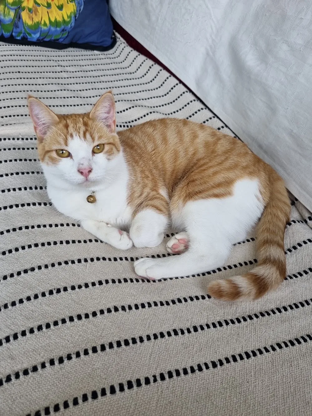 Cambridge Cattery - Chatham Islands pet otel görseli 3
