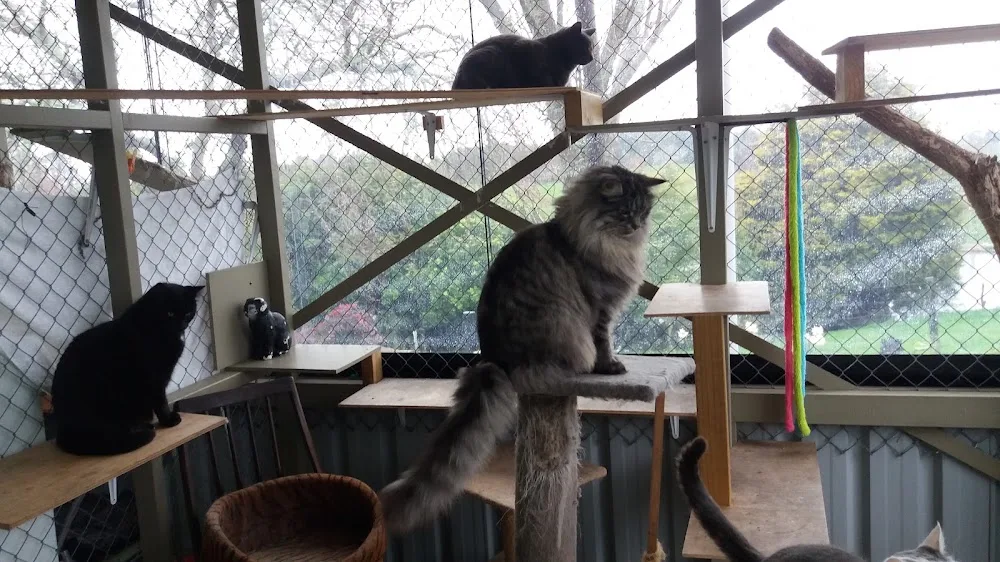 Cats Pyjamas Cattery - Chatham Islands pet otel