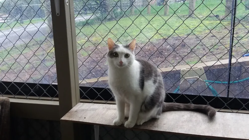 Cats Pyjamas Cattery - Chatham Islands pet otel görseli 3
