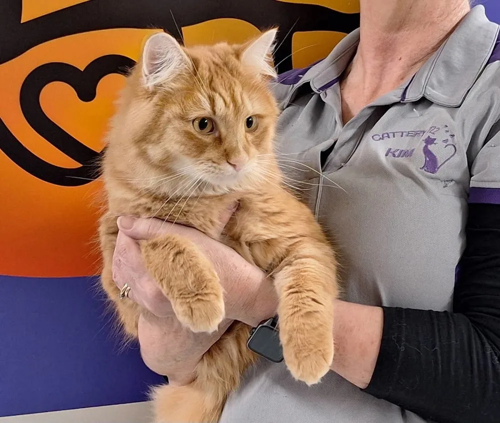 Cattery122 - Chatham Islands pet otel