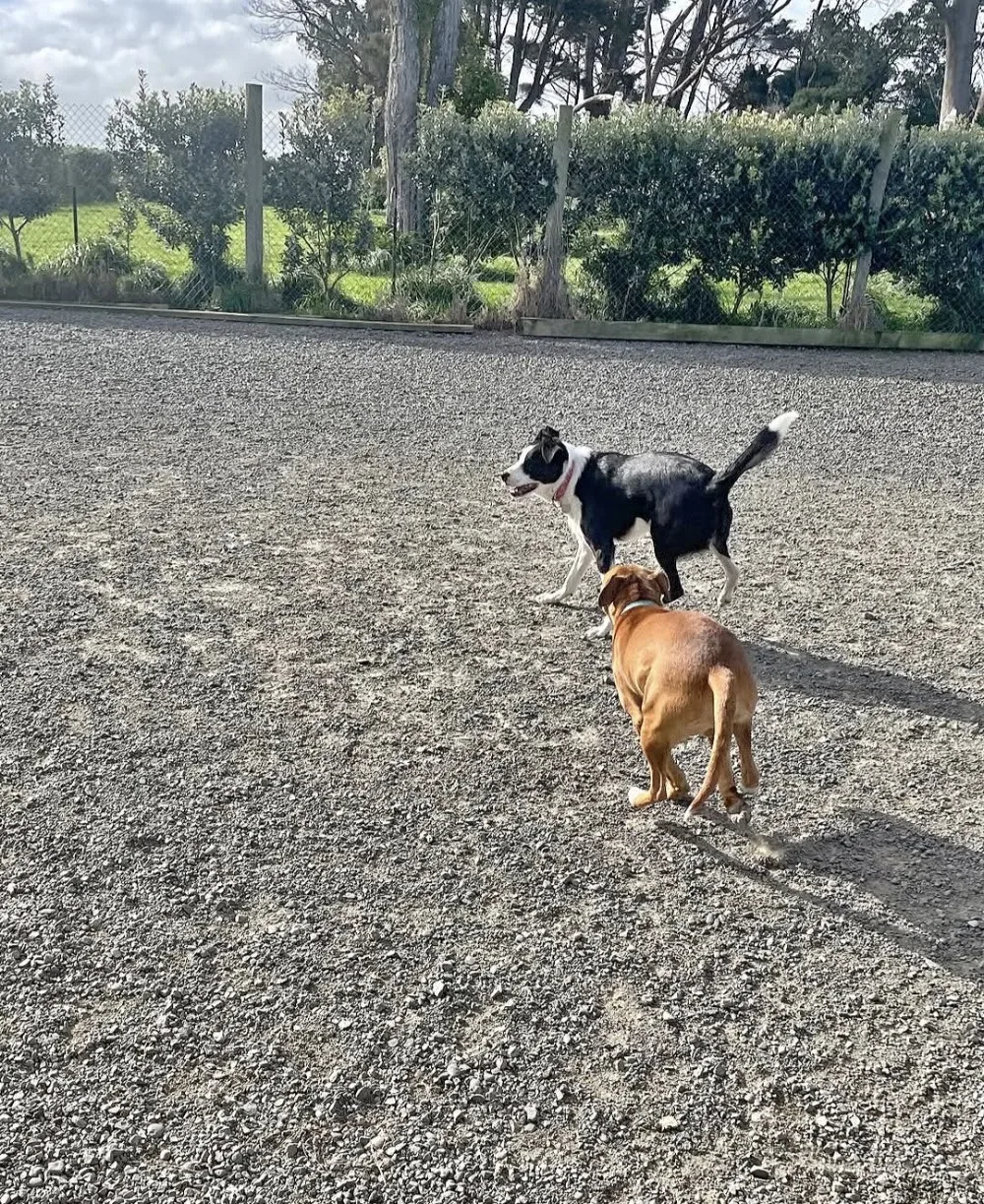 Cheltenham Country Kennels - Chatham Islands pet otel görseli 3