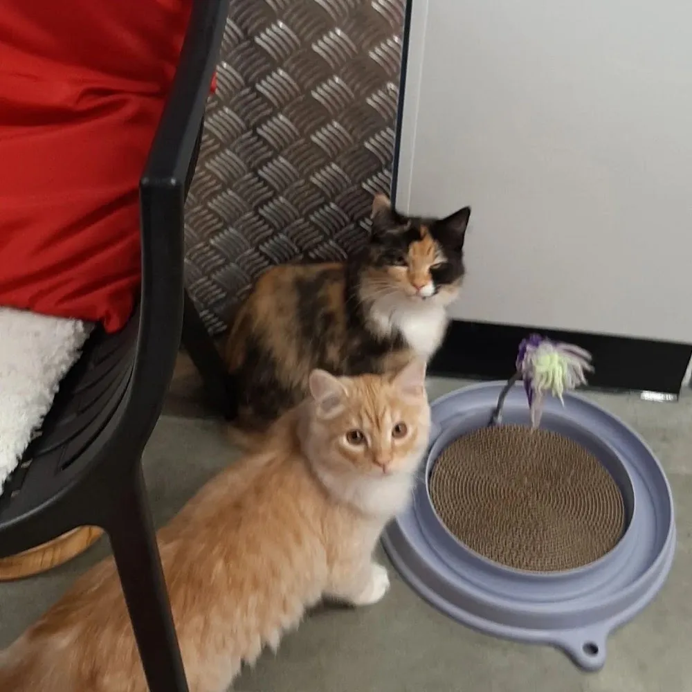 Coast Cattery - Chatham Islands pet otel görseli 3