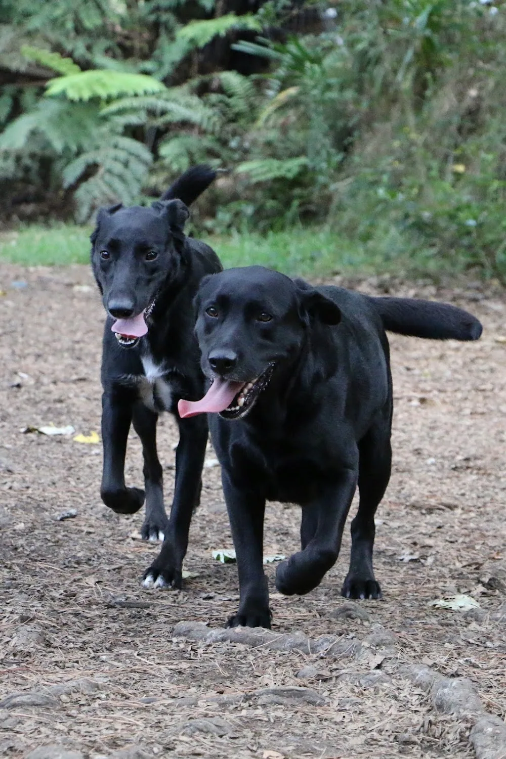 Country Retreat For Dogs And Cats - Chatham Islands pet otel görseli 2