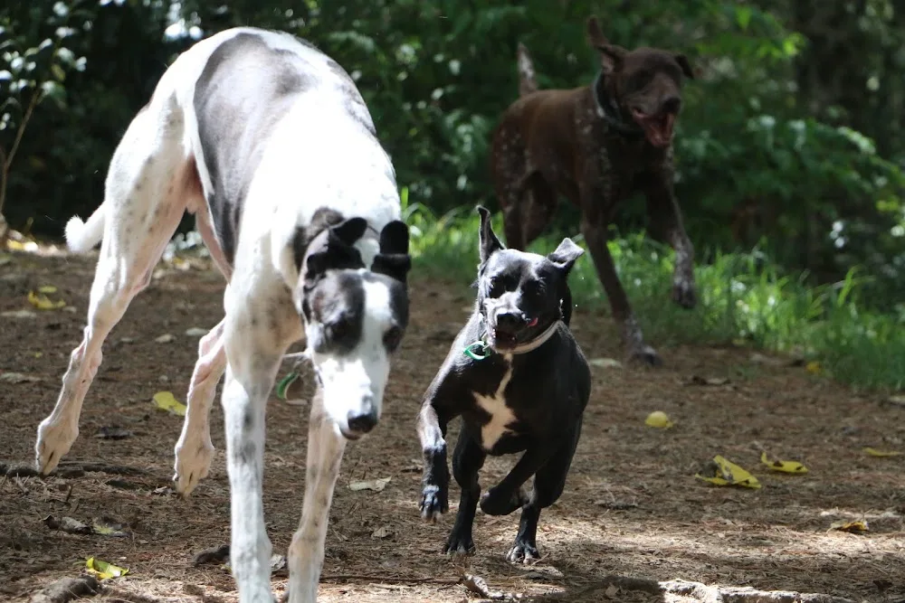 Country Retreat For Dogs And Cats - Chatham Islands pet otel görseli 3
