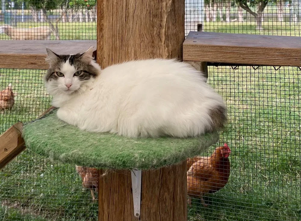 Eastern Star Country Cattery - Chatham Islands pet otel