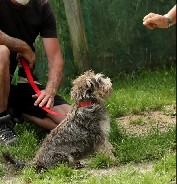 It's not the DOG we're TRAINING & Two Brown Dogs and a Cat - Chatham Islands pet otel