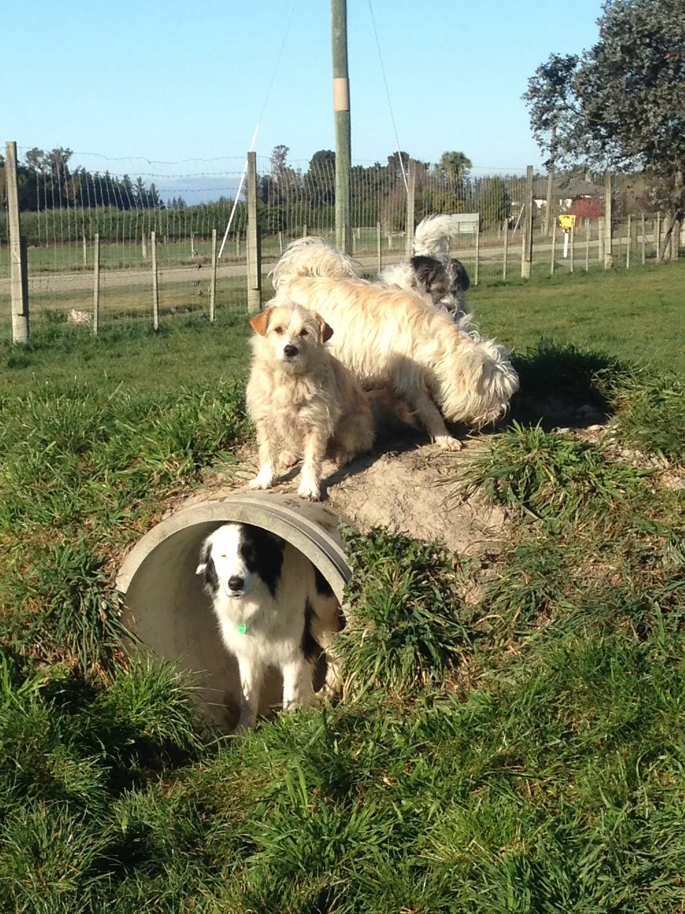 Kowai Pet Boarding Kennels & Cattery - Chatham Islands pet otel
