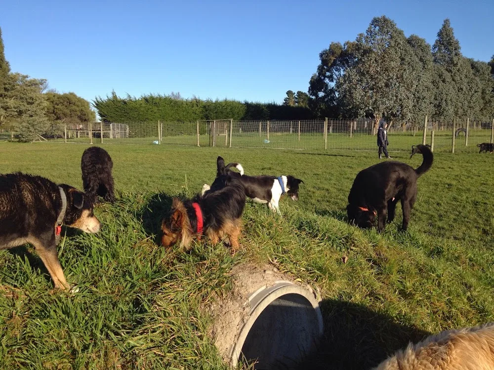 Kowai Pet Boarding Kennels & Cattery - Chatham Islands pet otel görseli 3