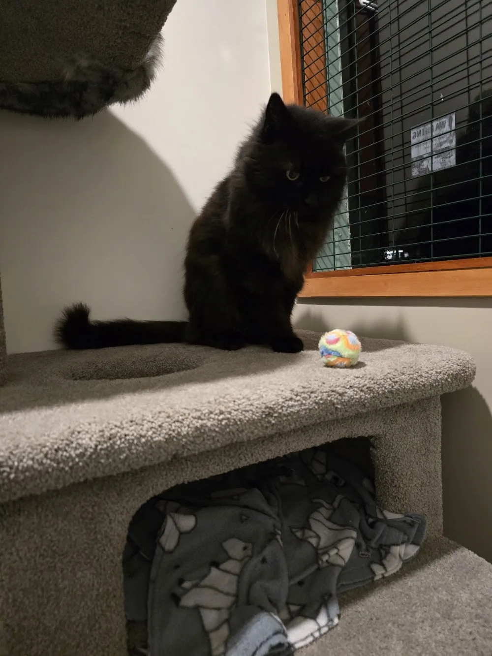 Levin Boarding Cattery - Chatham Islands pet otel görseli 3