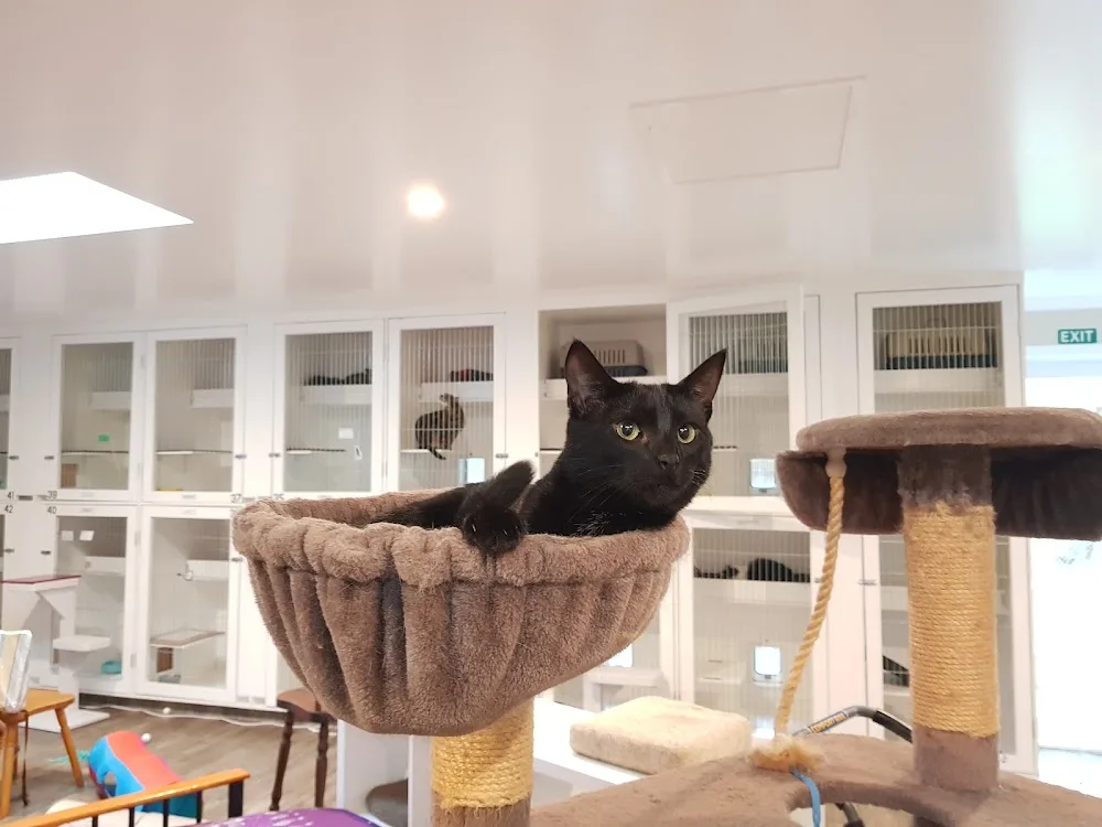 Miss Lily's Cattery - Chatham Islands pet otel