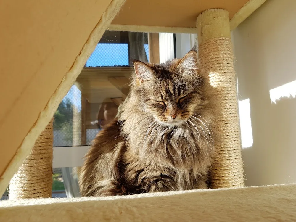 Miss Lily's Cattery - Chatham Islands pet otel görseli 3