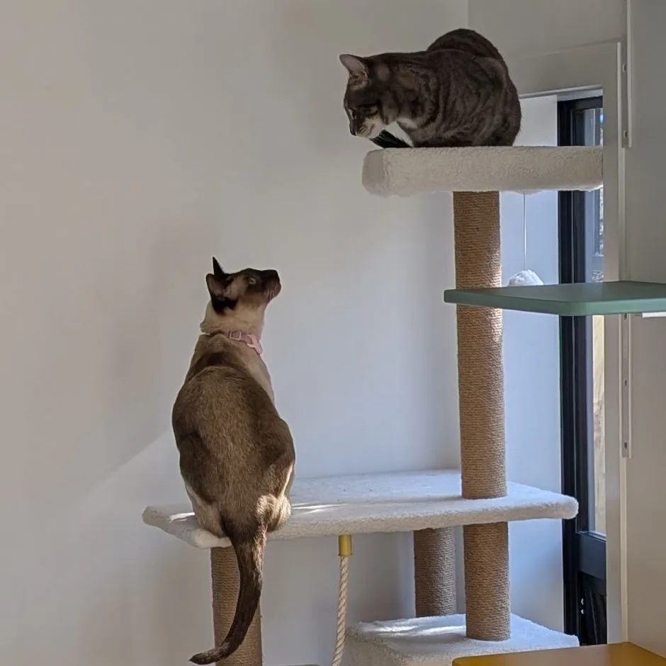 Nelson Cat Hotel - Chatham Islands pet otel