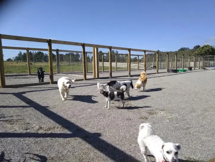 New River Kennels - Chatham Islands pet otel
