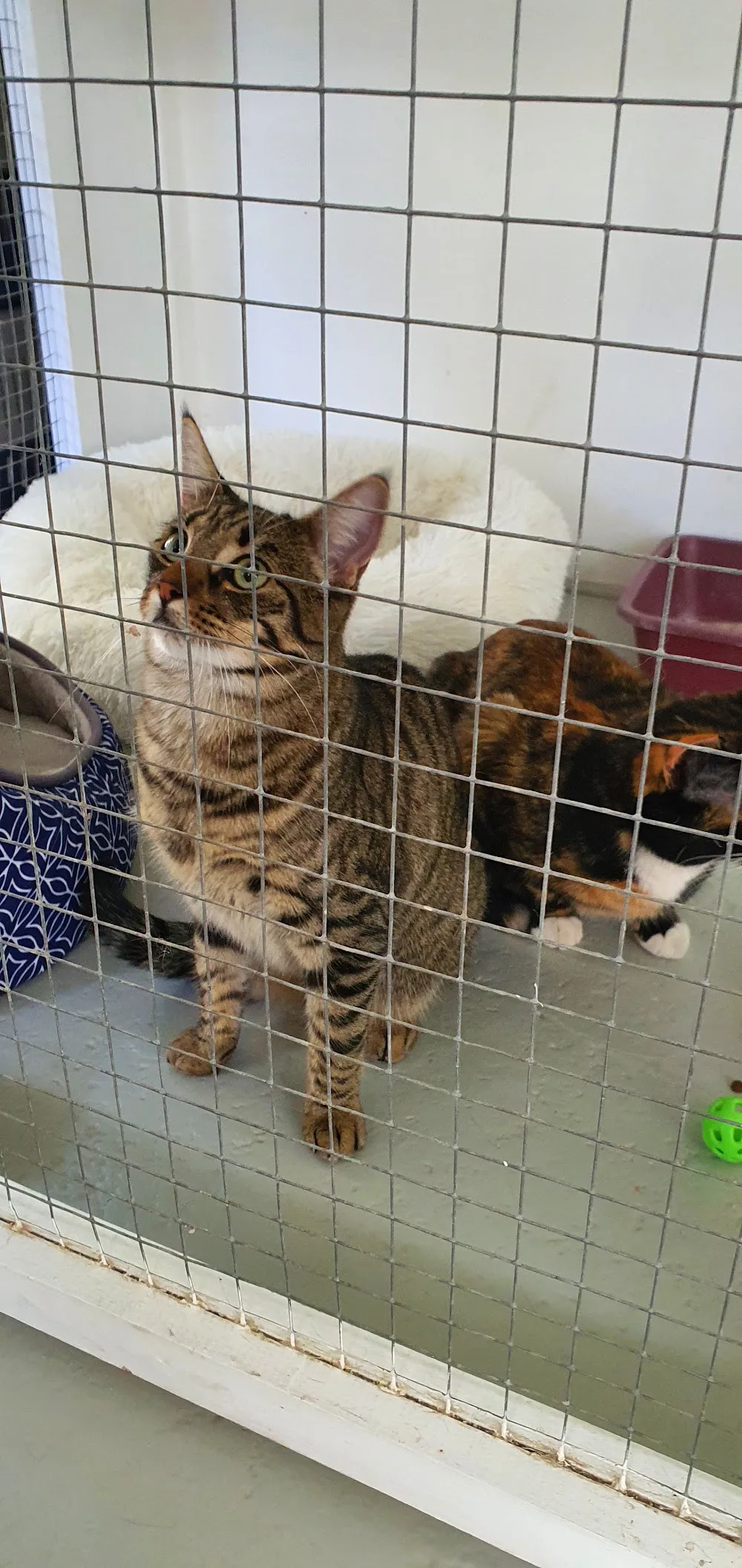 The Cattery - Chatham Islands pet otel