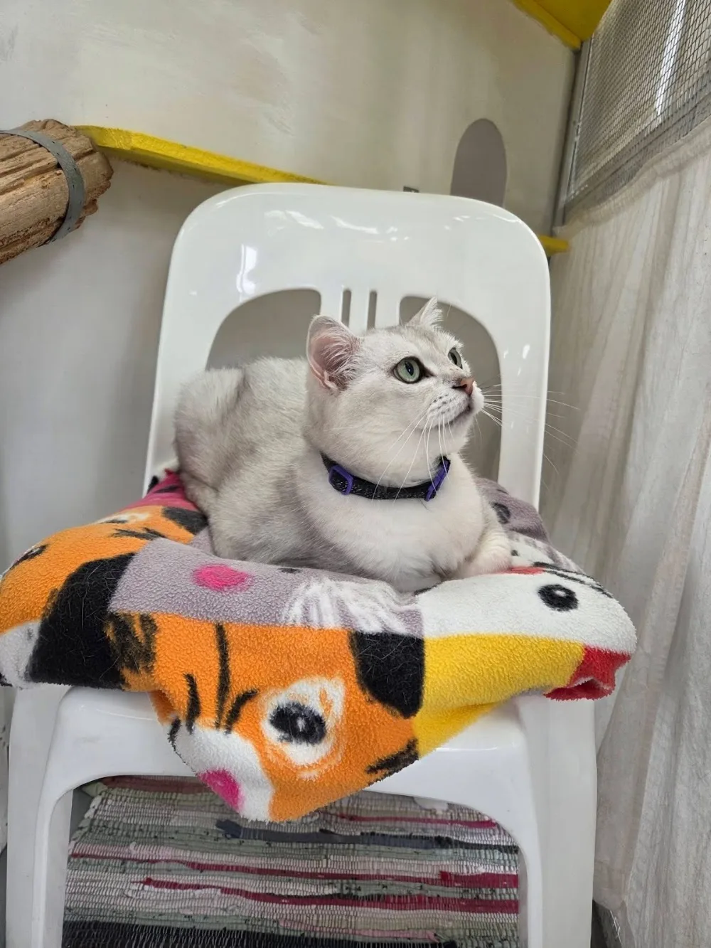 West Harbour Cattery - Chatham Islands pet otel görseli 2