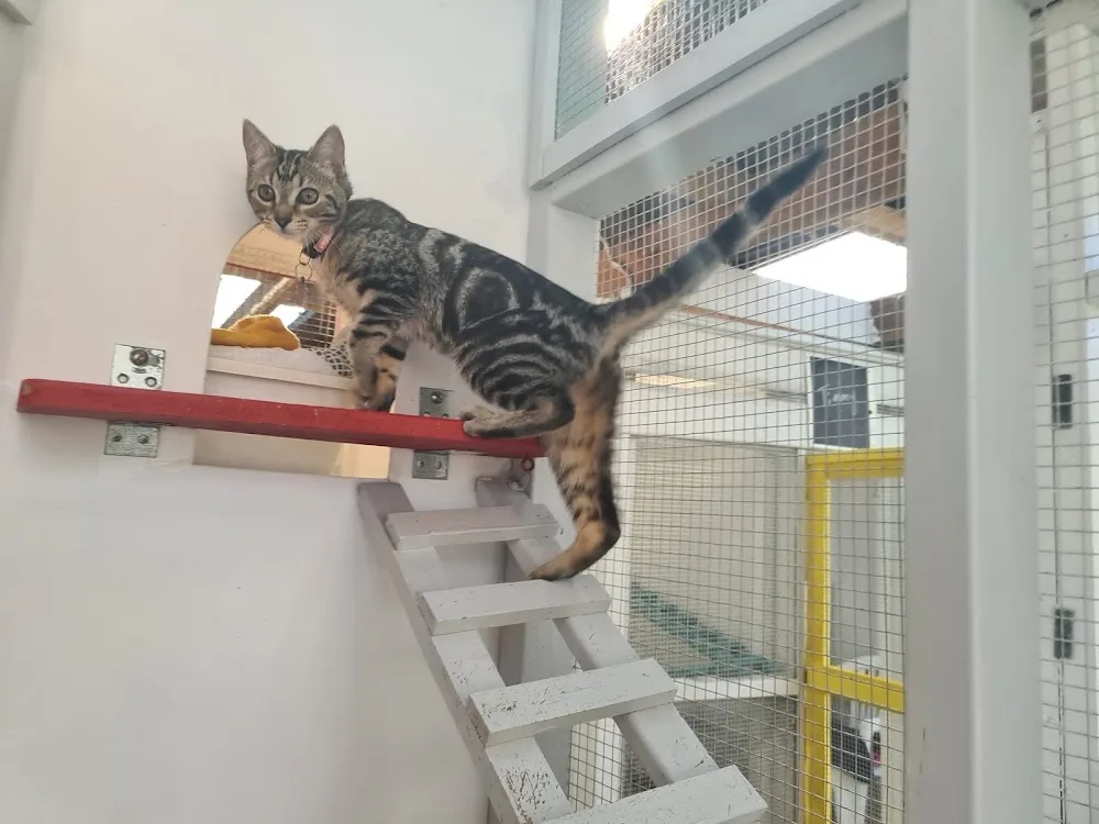 West Harbour Cattery - Chatham Islands pet otel görseli 3