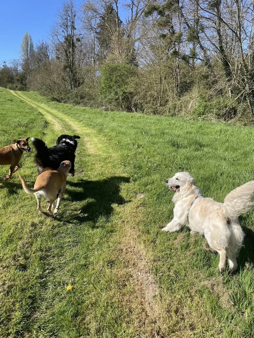 Anim'Auberge 41 - pension familiale chien - Cher pet otel
