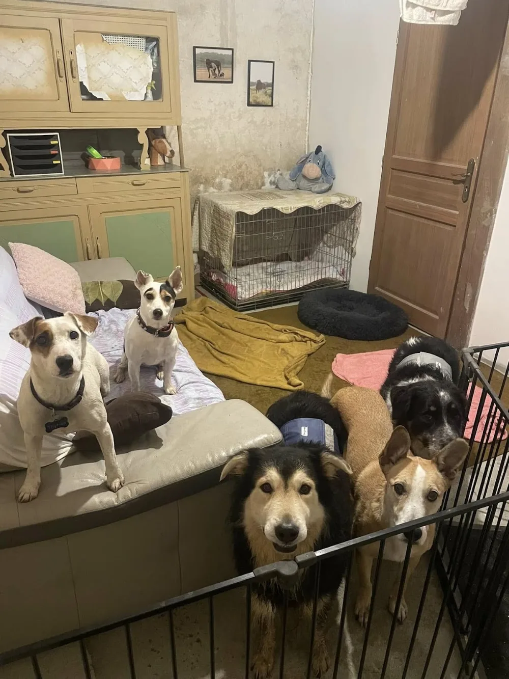 Anim'Auberge 41 - pension familiale chien - Cher pet otel görseli 3