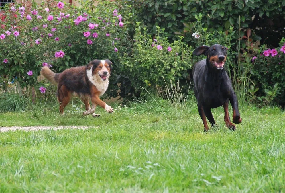 Auberge Canine et Féline de La Double - Cher pet otel görseli 6