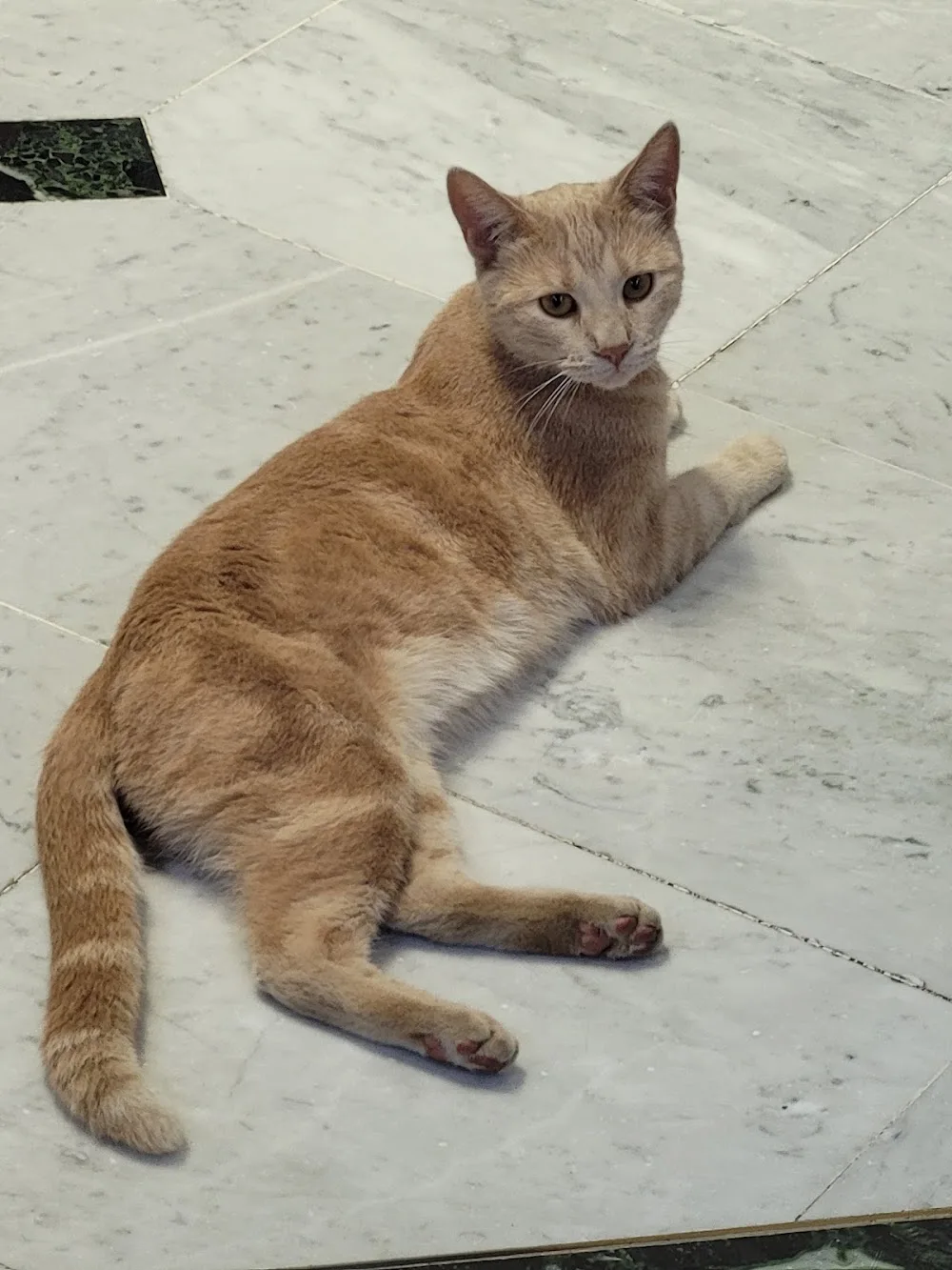 Chat Orange - Cher pet otel