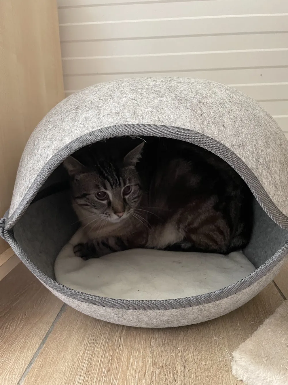 Cosy Cats Hotel - Cher pet otel görseli 6