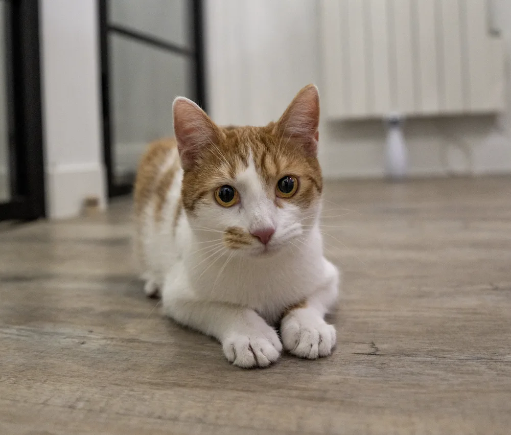 Daily Cat - Hôtel pour chats - Cher pet otel