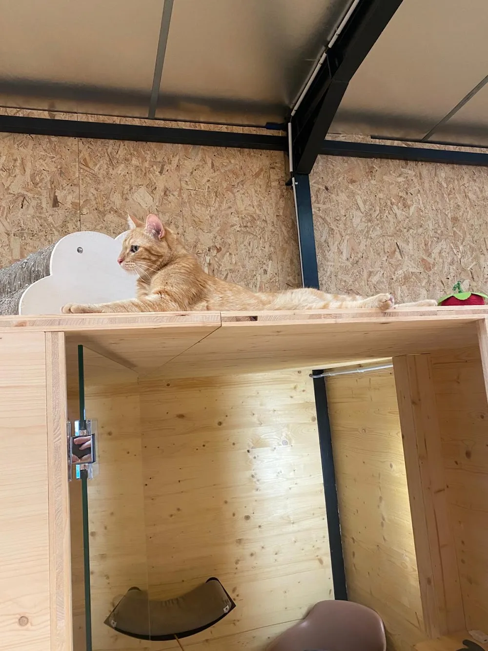 Georges Cat Orvault - Cher pet otel görseli 5
