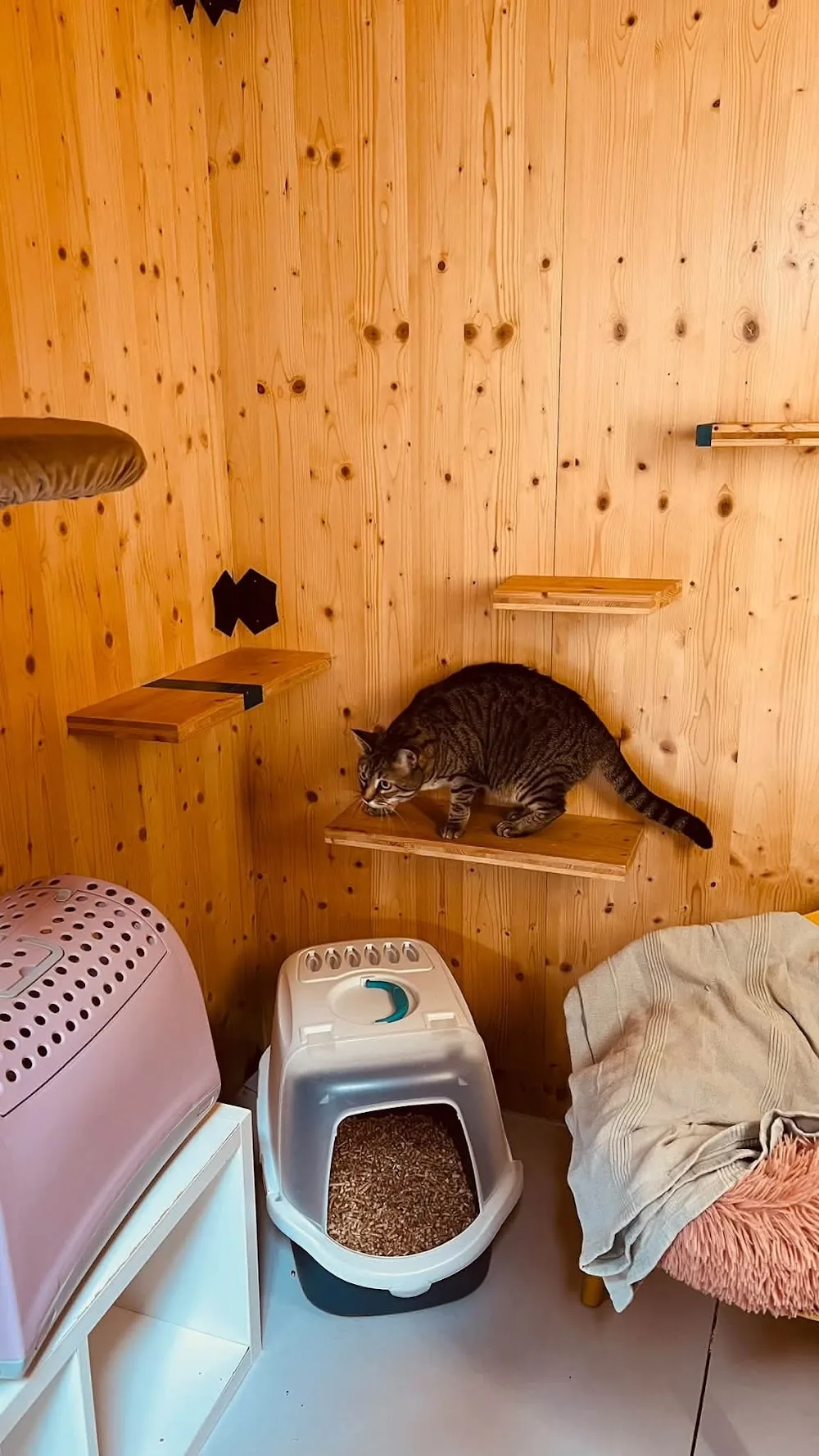 Georges Cat Vertou - Cher pet otel görseli 5