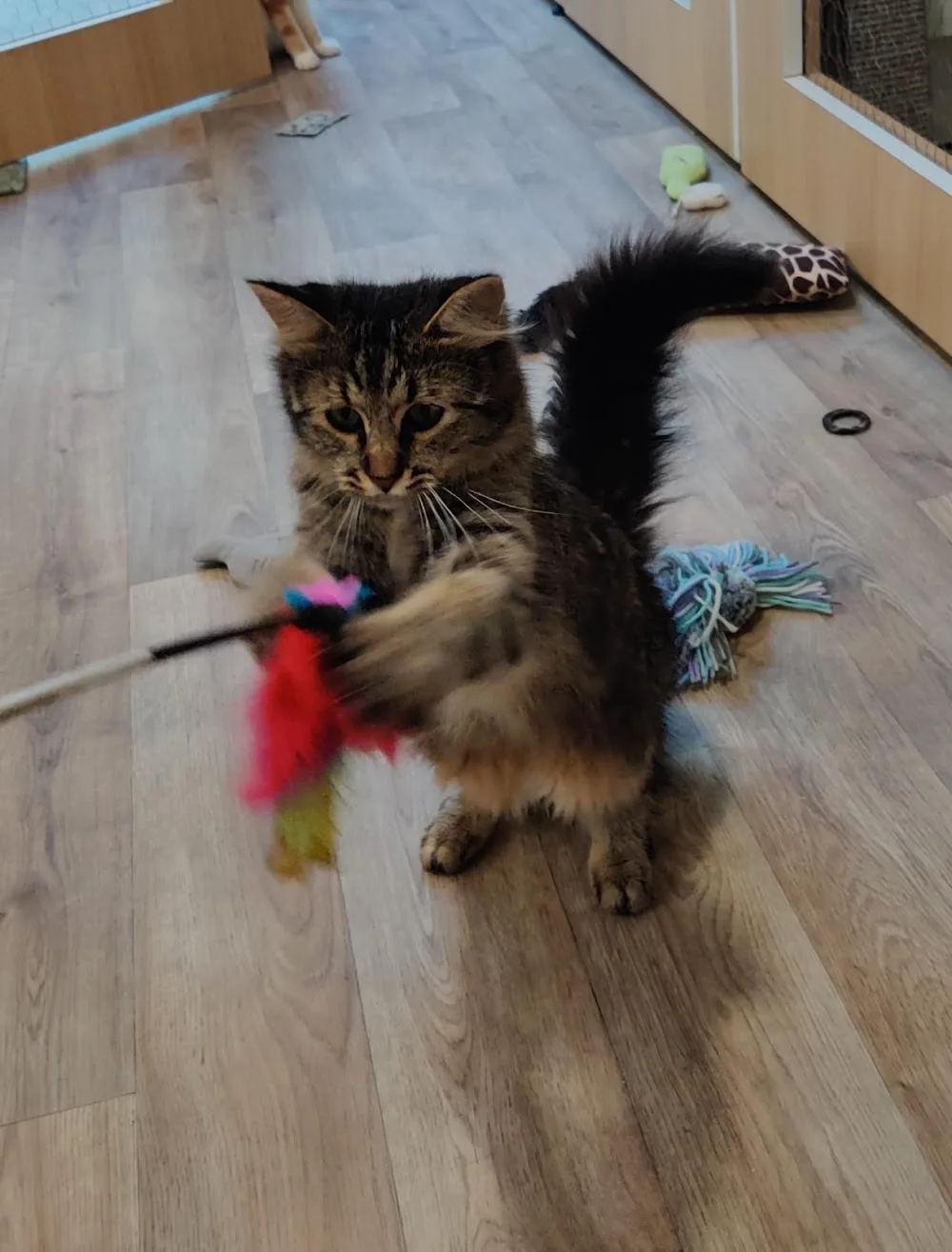 Harmonie Chat - Hôtel pour chats - Comportementaliste chat - Cher pet otel görseli 3