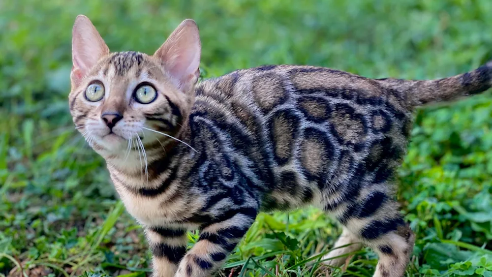 HOTEL LUXE pour CHAT et PENSION CHIEN "Pension Eiwah" - Cher pet otel görseli 2