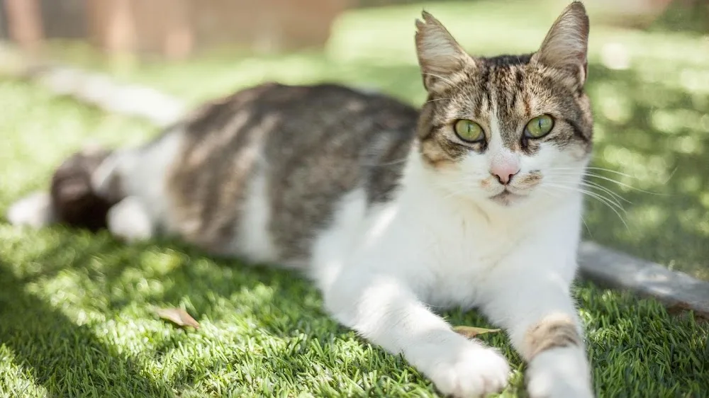 Hôtel pour Chats Le Jardin des Chats Pension Garde comme à la maison - Cher pet otel