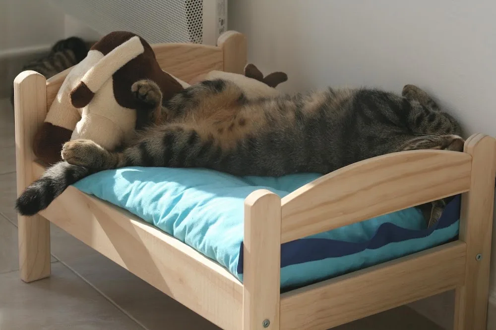 Hôtel pour Chats Le Jardin des Chats Pension Garde comme à la maison - Cher pet otel görseli 3