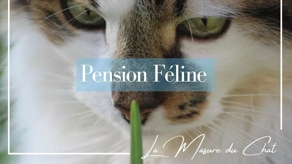 La masure du Chat - Cher pet otel