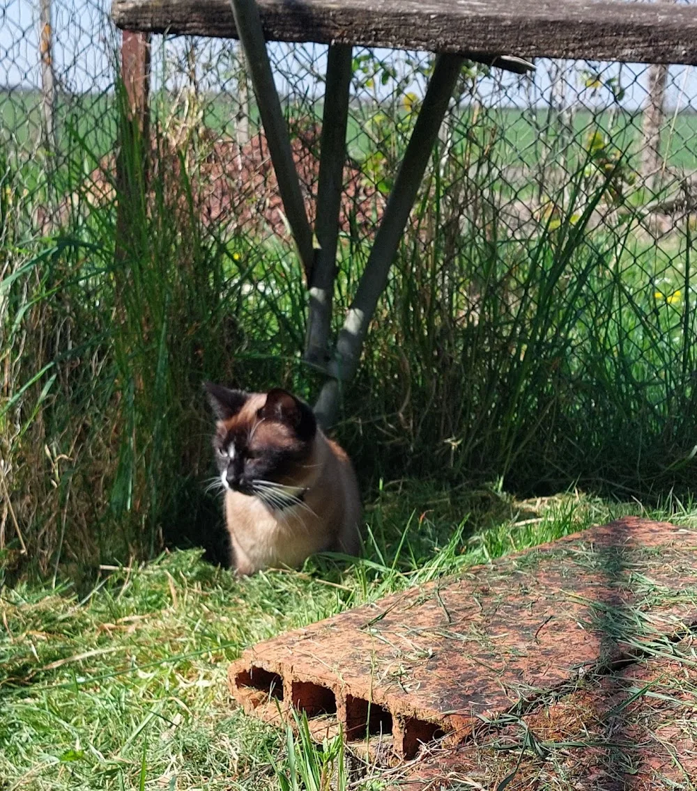 La masure du Chat - Cher pet otel görseli 3