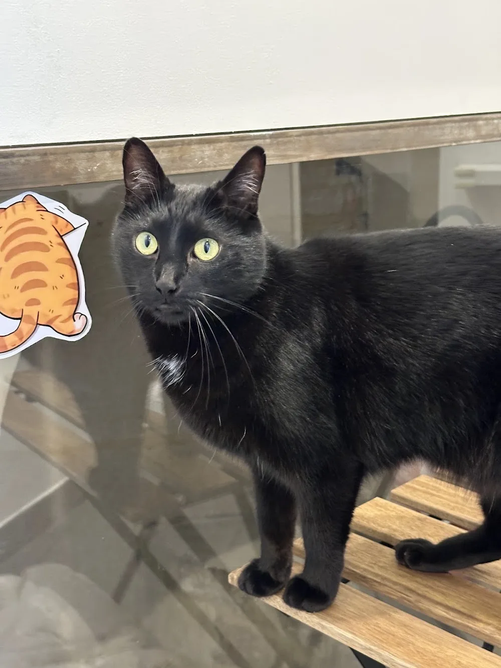 Le Chatelier - Bar à chats et Hôtel pour chats - Cher pet otel görseli 3