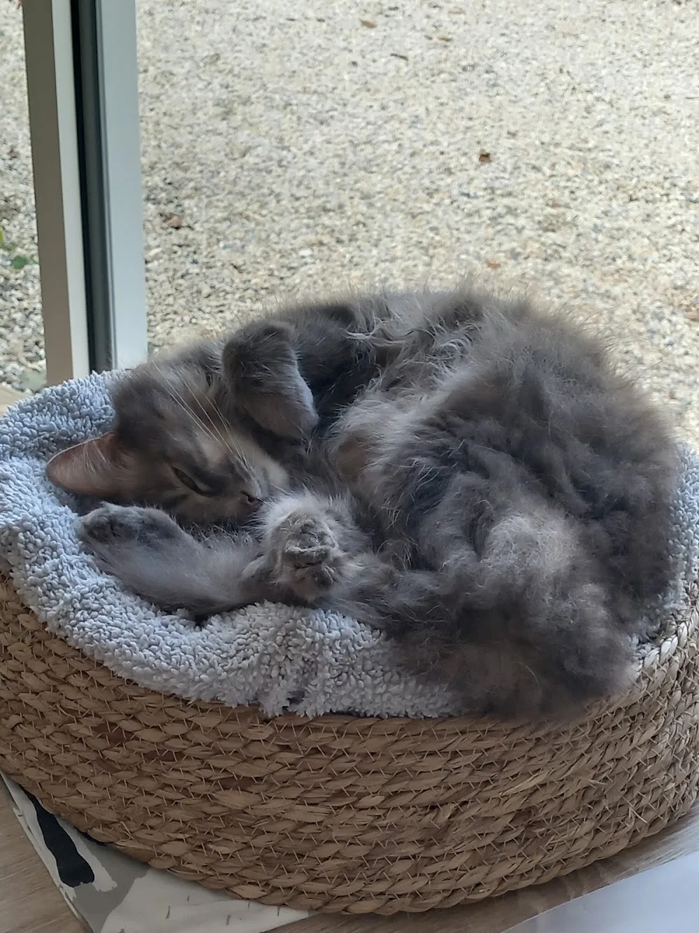 L'entre'chats - Cher pet otel