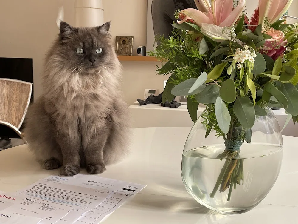 MOTELAMATOU | Pension pour chats à Paris 15e - Cher pet otel görseli 2