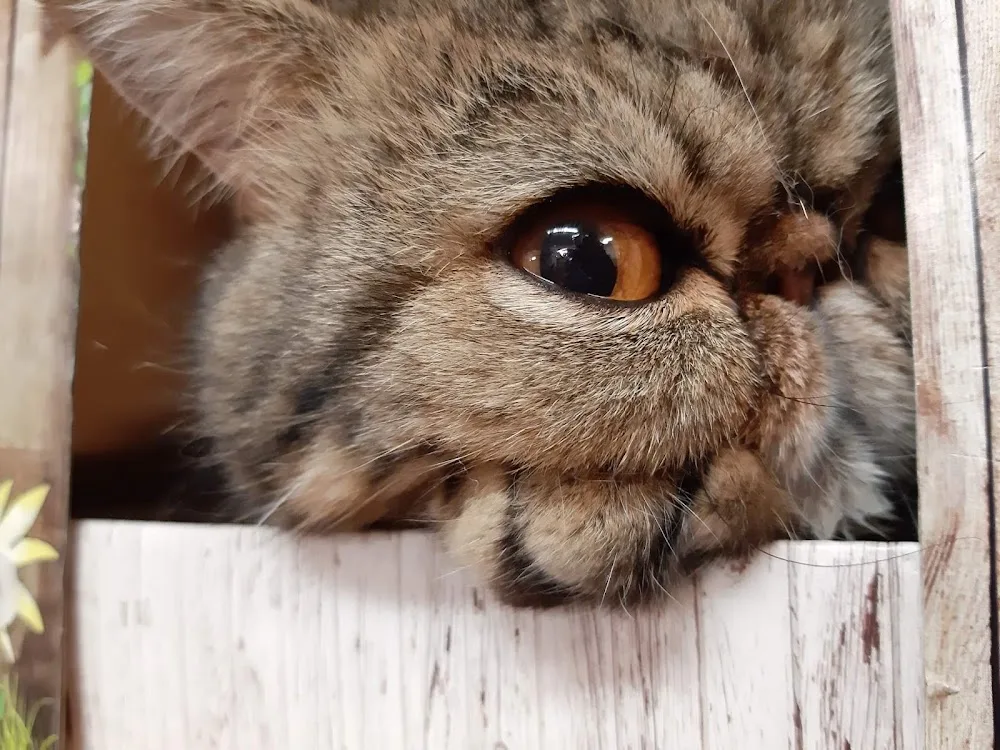 MOTELAMATOU | Pension pour chats à Paris 15e - Cher pet otel görseli 3
