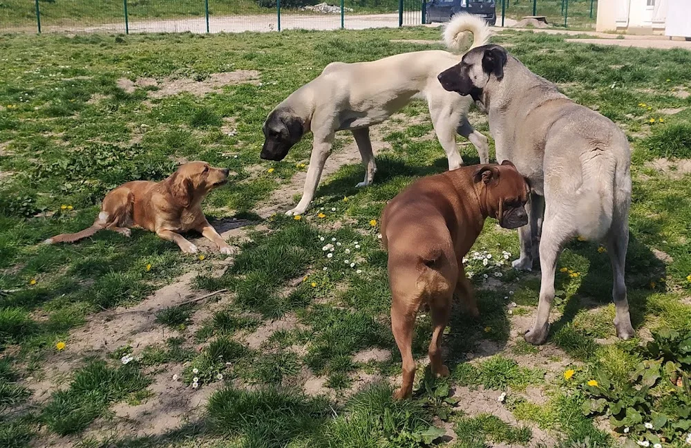nDogs Center - Cher pet otel görseli 3