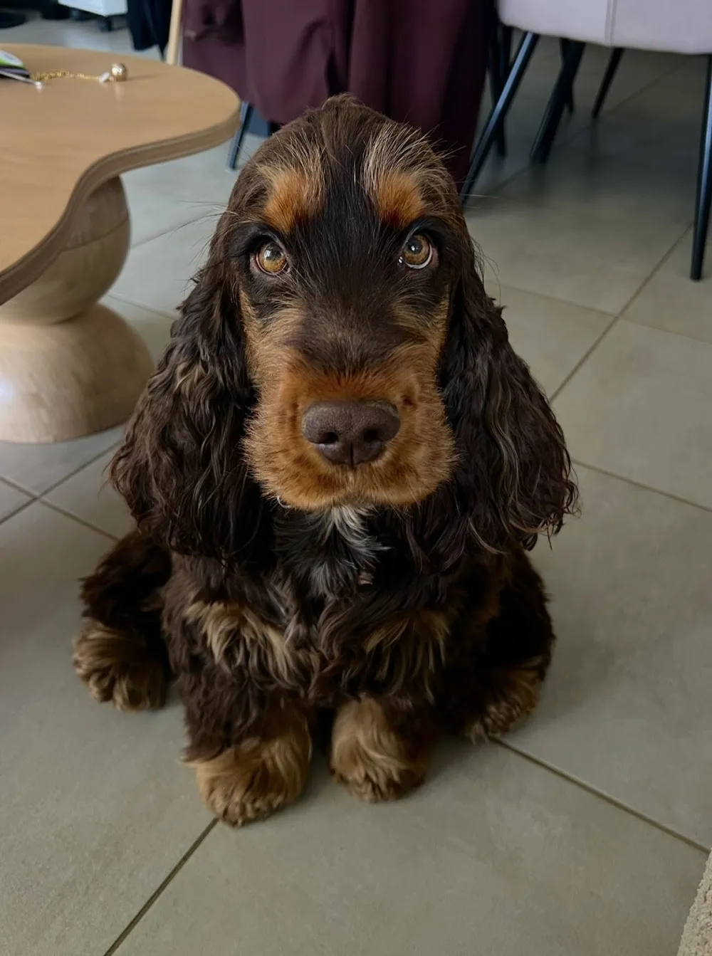 Pension canine des Plumes d'Orphée - Cher pet otel