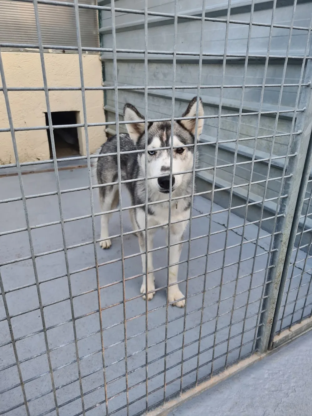 Pension canine et féline , ÉLEVAGE au Paradis d'Orsy - Cher pet otel görseli 2