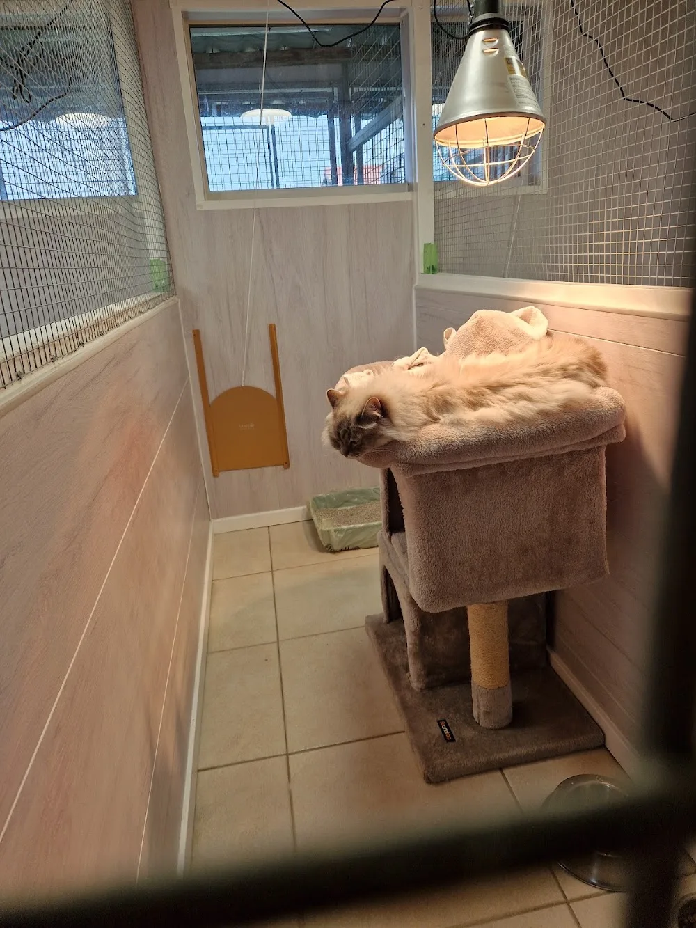 Pension canine et féline , ÉLEVAGE au Paradis d'Orsy - Cher pet otel görseli 3