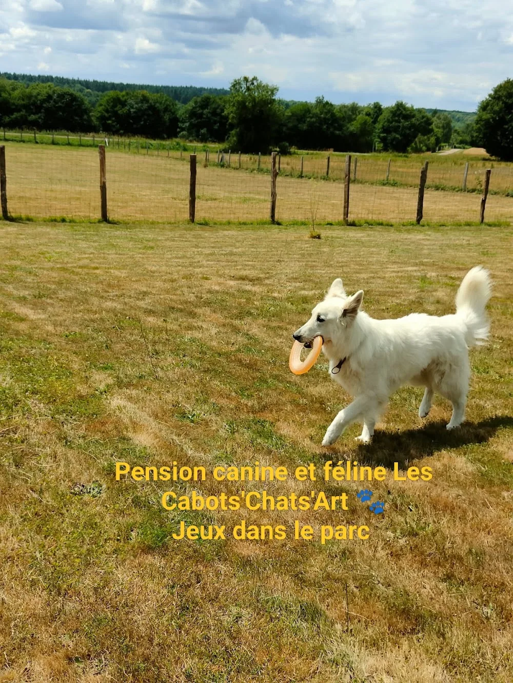Pension Canine et Féline les Cabots'Chats'Art - Cher pet otel görseli 2