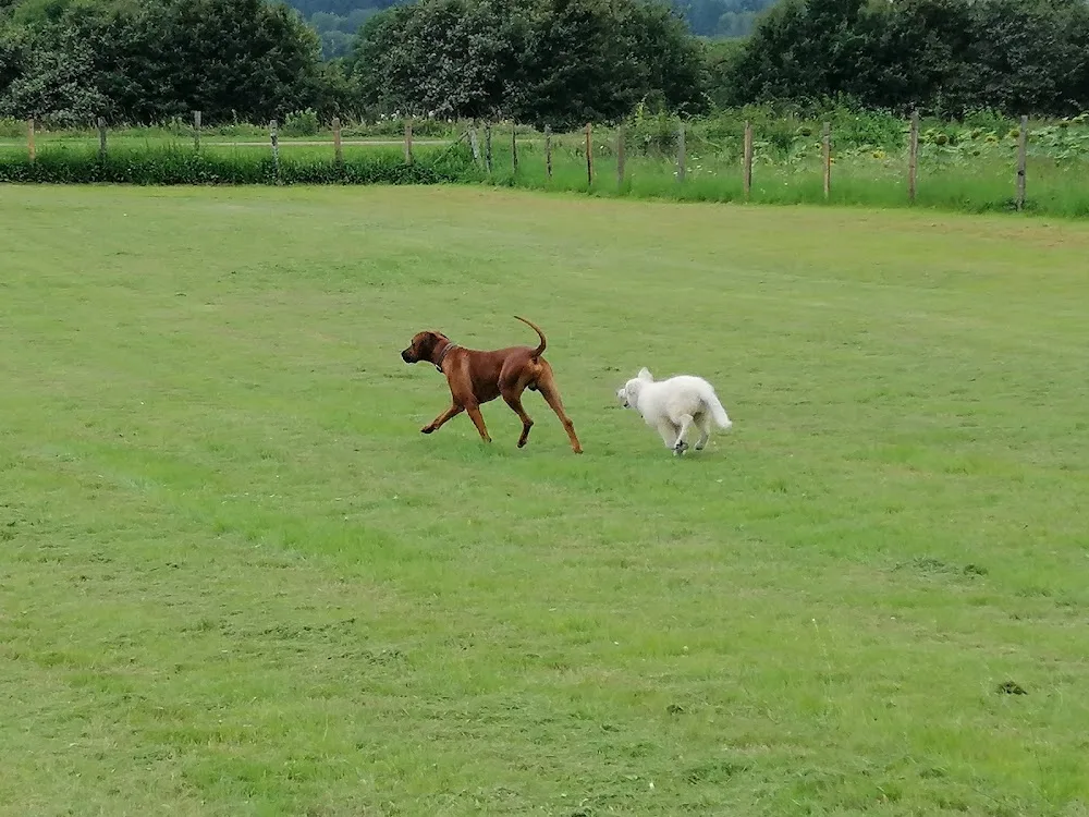 Pension Canine et Féline les Cabots'Chats'Art - Cher pet otel görseli 3