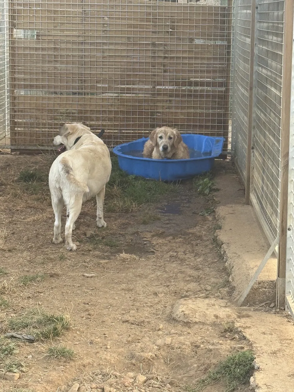 Pension Canine : La Cabane Des Loupiots - Cher pet otel görseli 3
