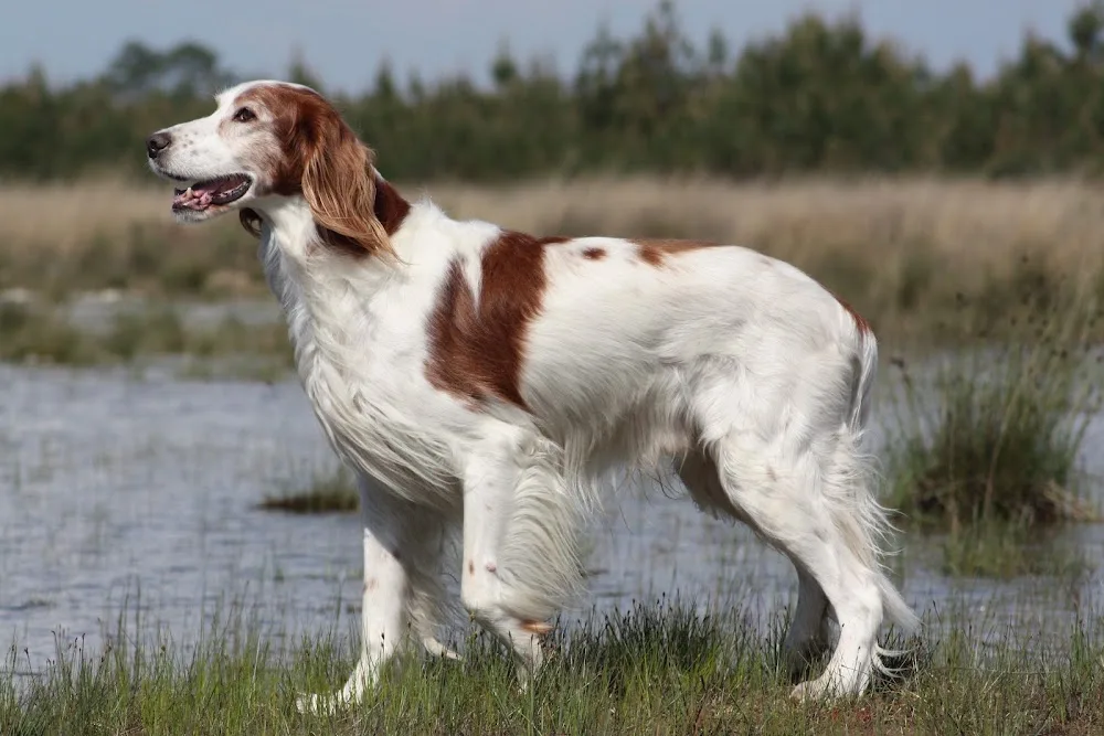 Pension canine Lo Can - Cher pet otel