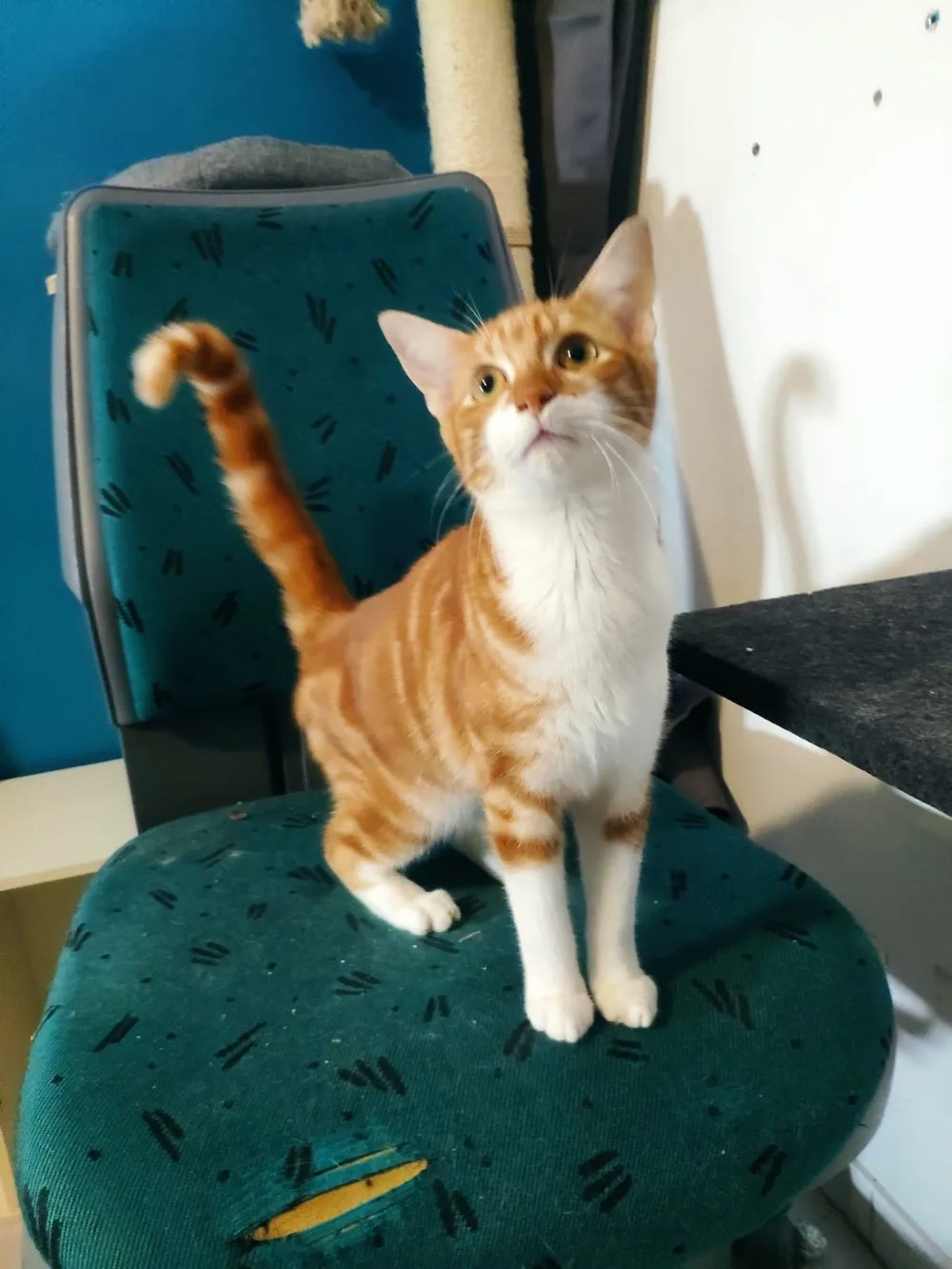 Pension chats Bourges - L'Arche de Lili - Cher pet otel görseli 3