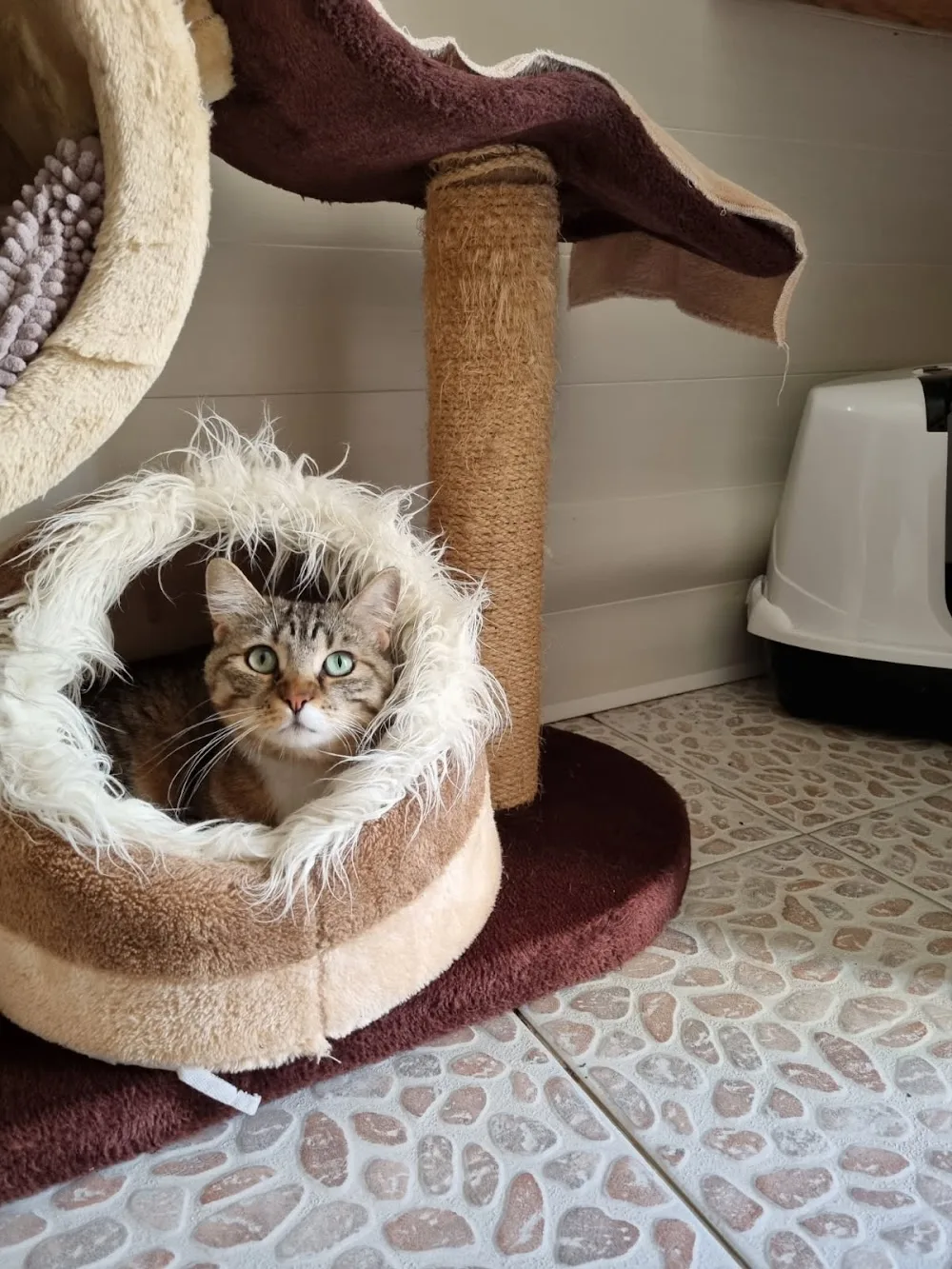 Pension chiens et chats "Les chalets de la Jolie" - Cher pet otel görseli 2
