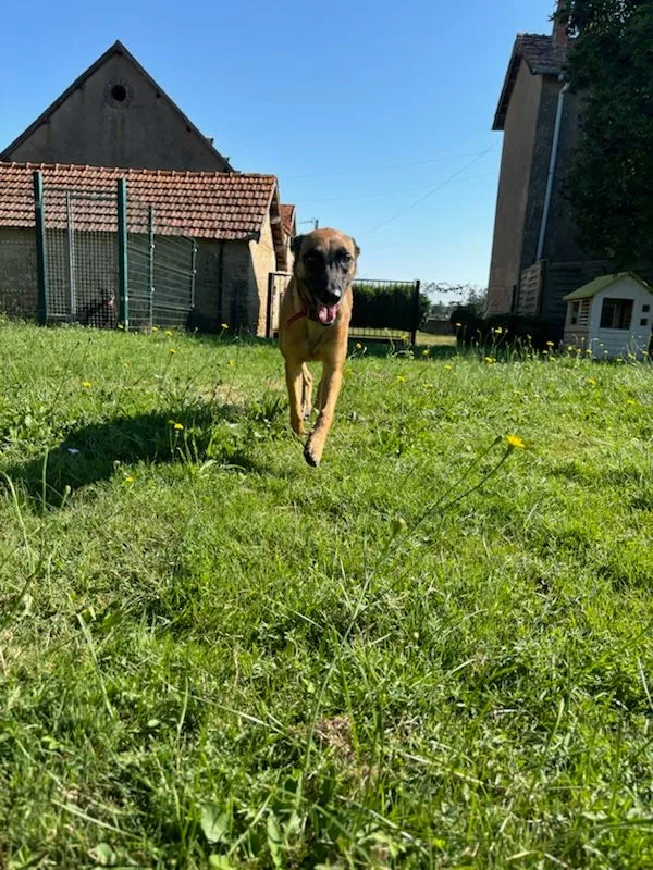 Pension d'Arcomps - Cher pet otel görseli 2