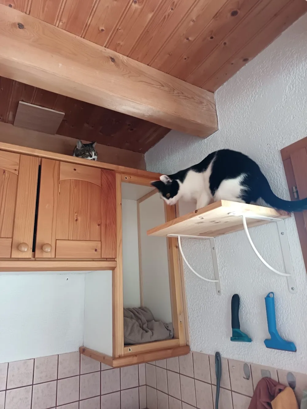 Pension de la Chat'pelle - Cher pet otel görseli 3
